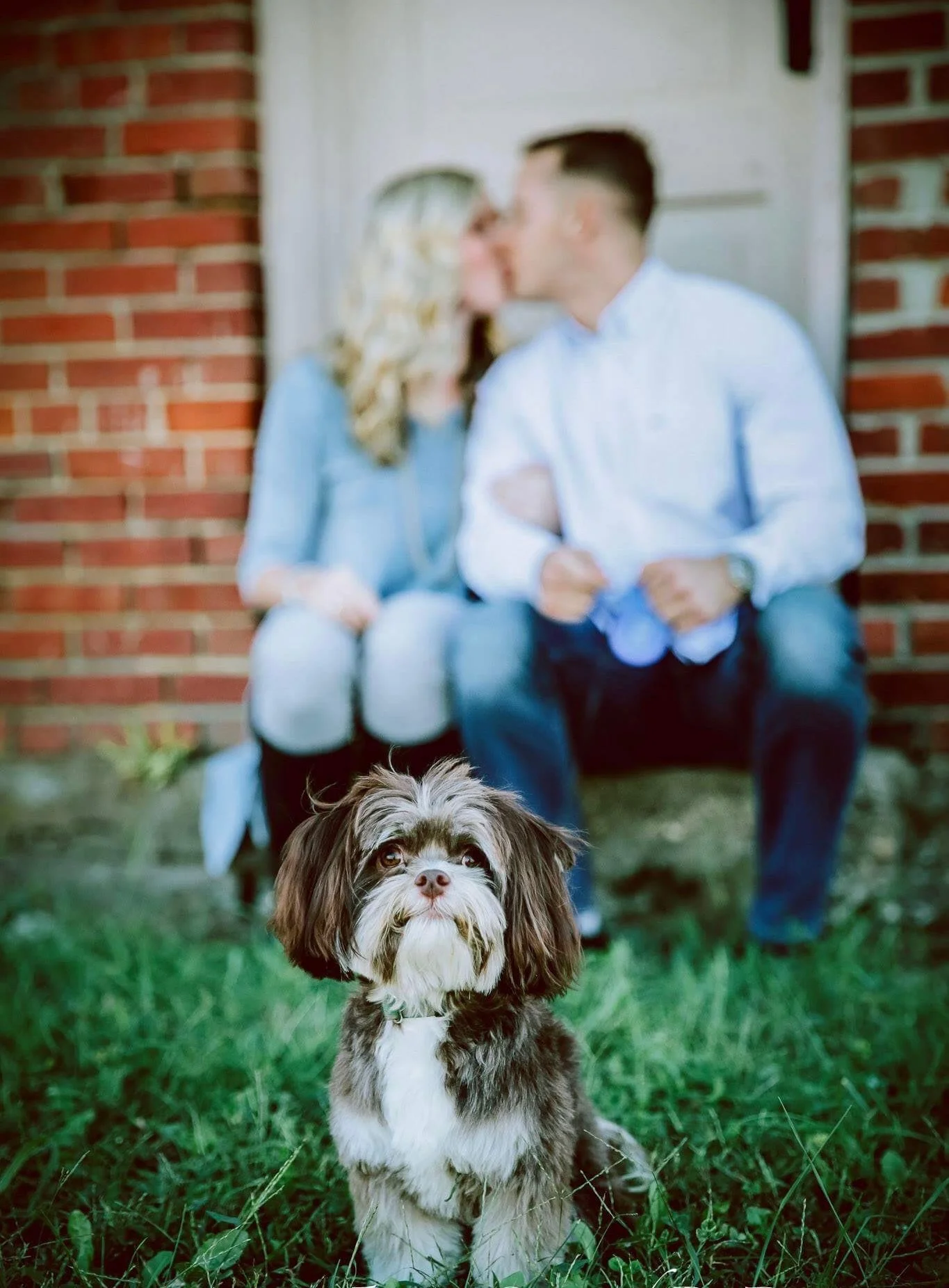 Pet Insurance