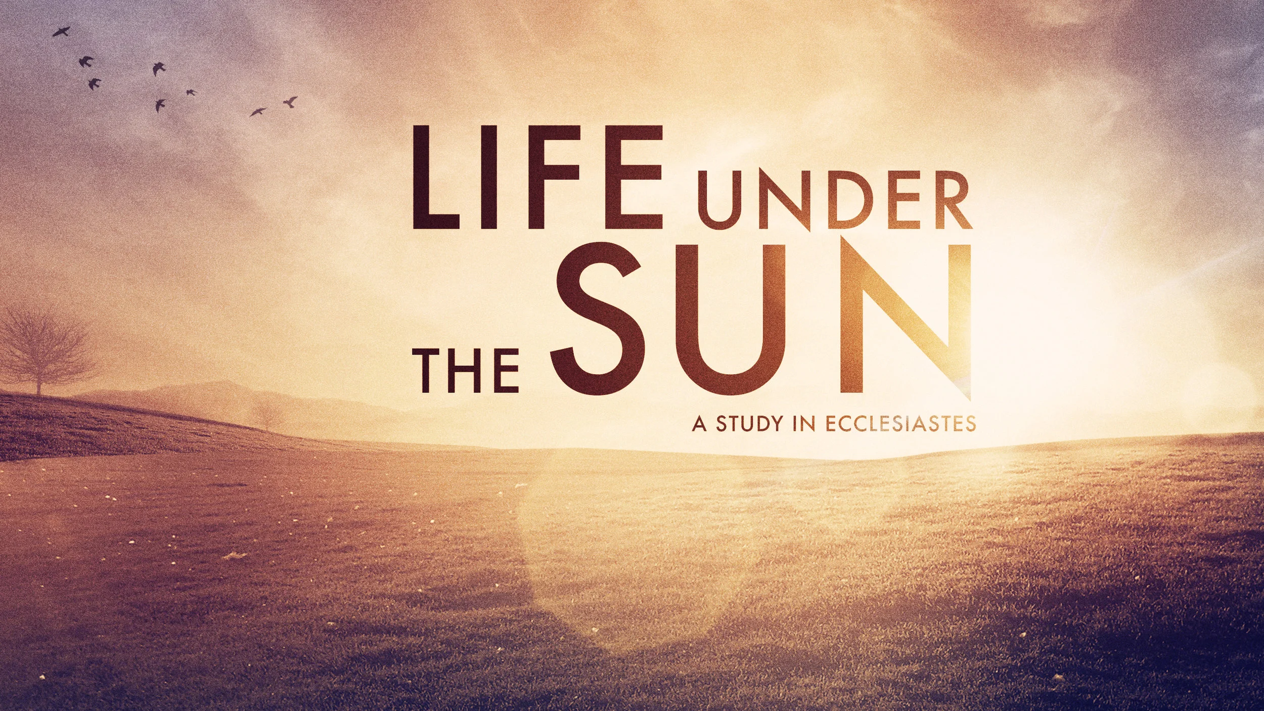 Life Under the Sun
