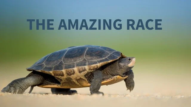 Amazing Race Web Main Graphic.jpg