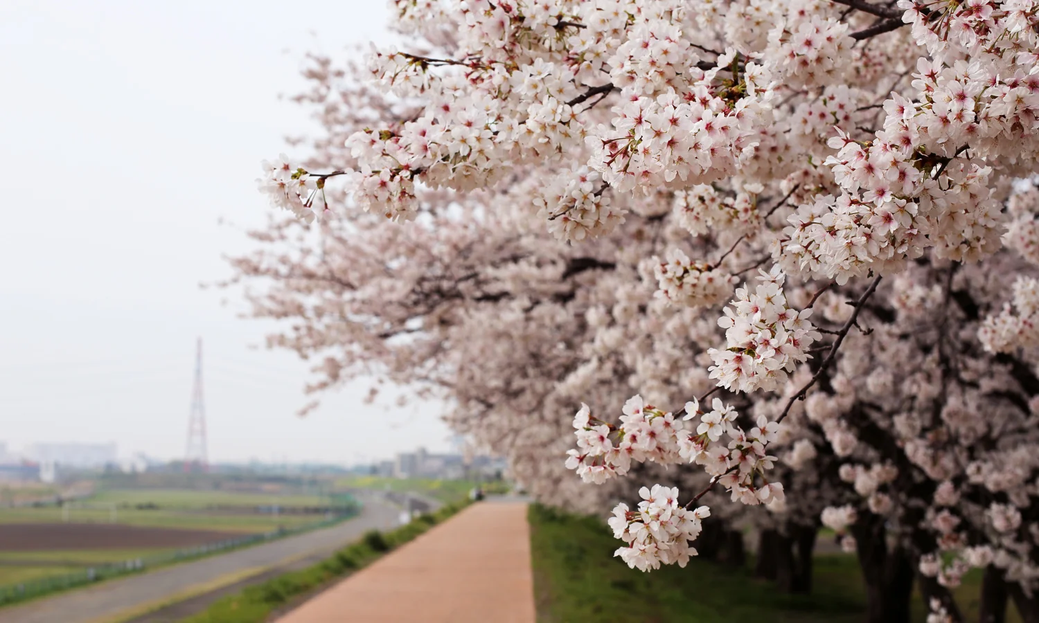 cherry1.jpg