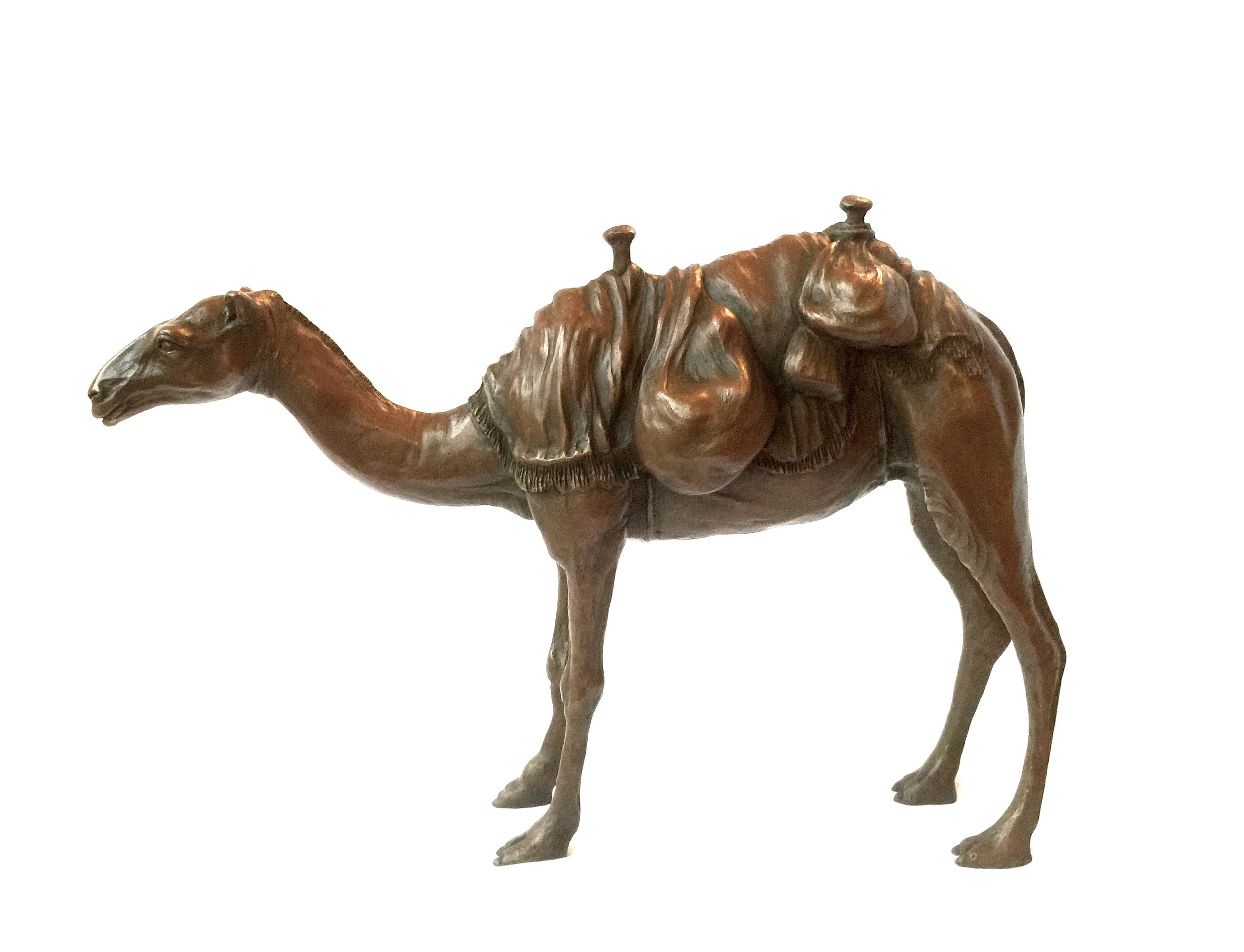 Arabian Camel 1.jpg