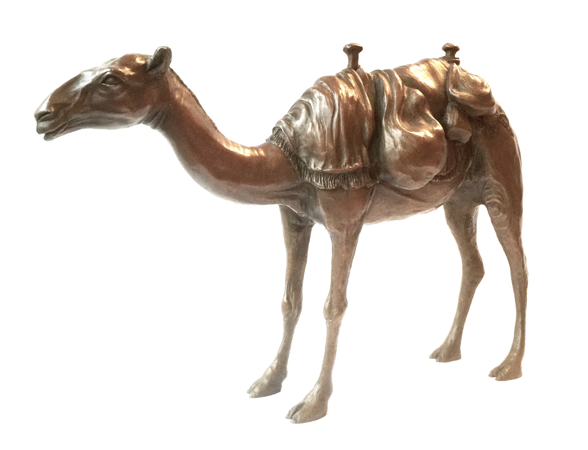 Arabian Camel 2.jpg