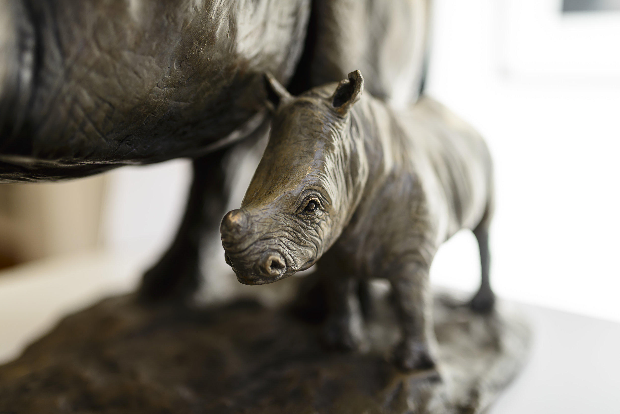 Rhino baby closeup.jpg