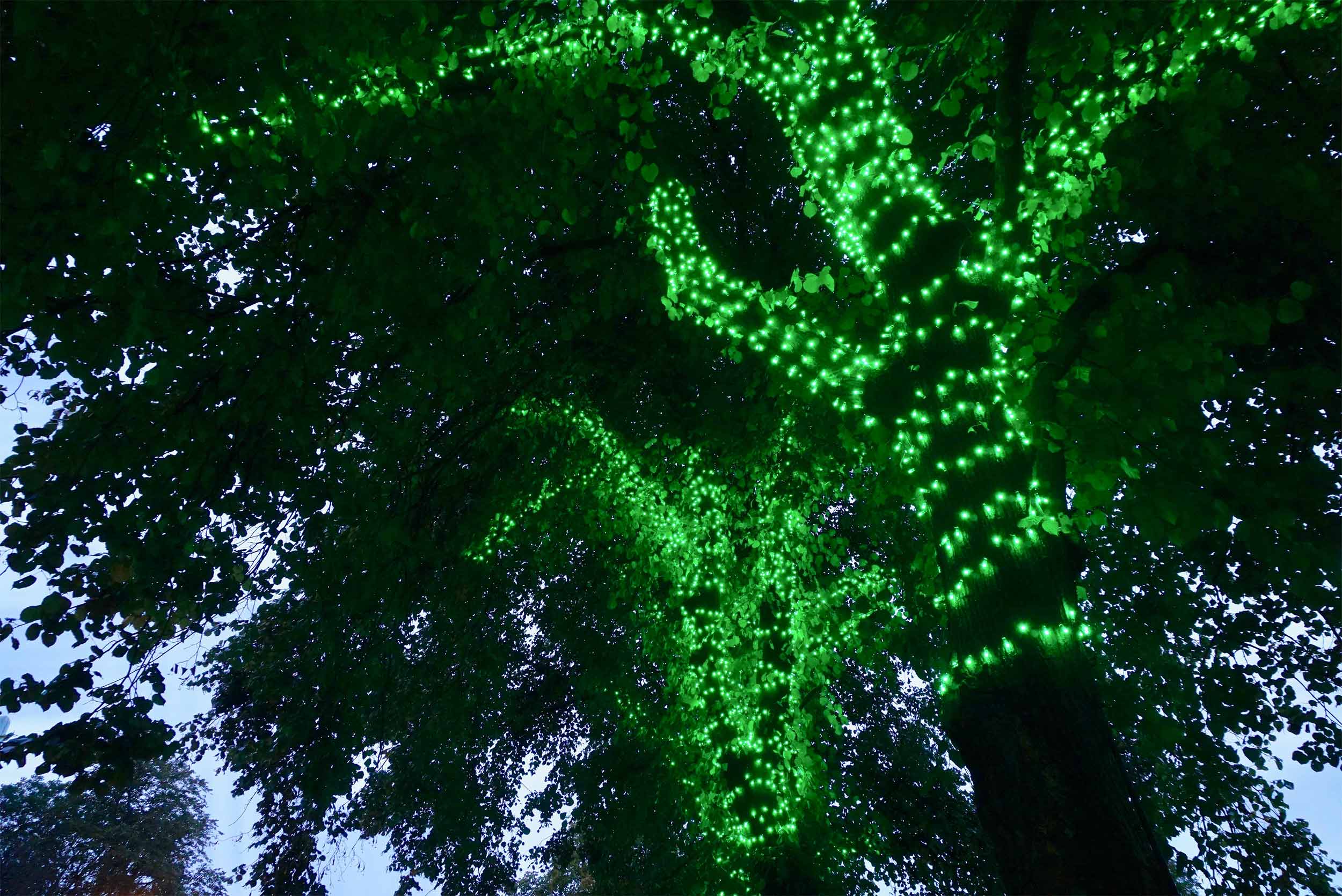 Bigg_Design_x_LL_and_D-Airdrie_Tree_Lights-4.jpg