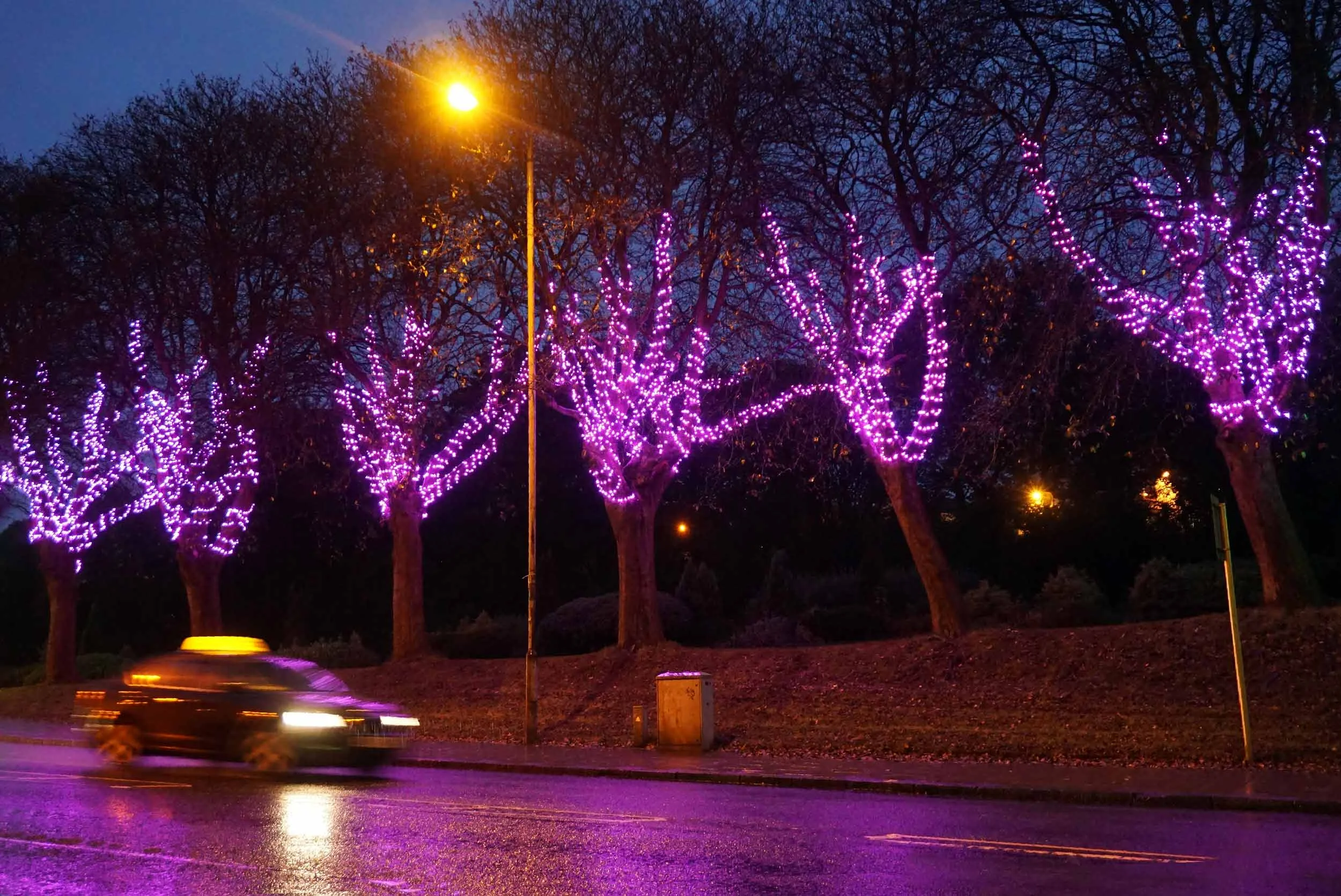 Bigg_Design_x_LL_and_D-Airdrie_Tree_Lights-5.jpg