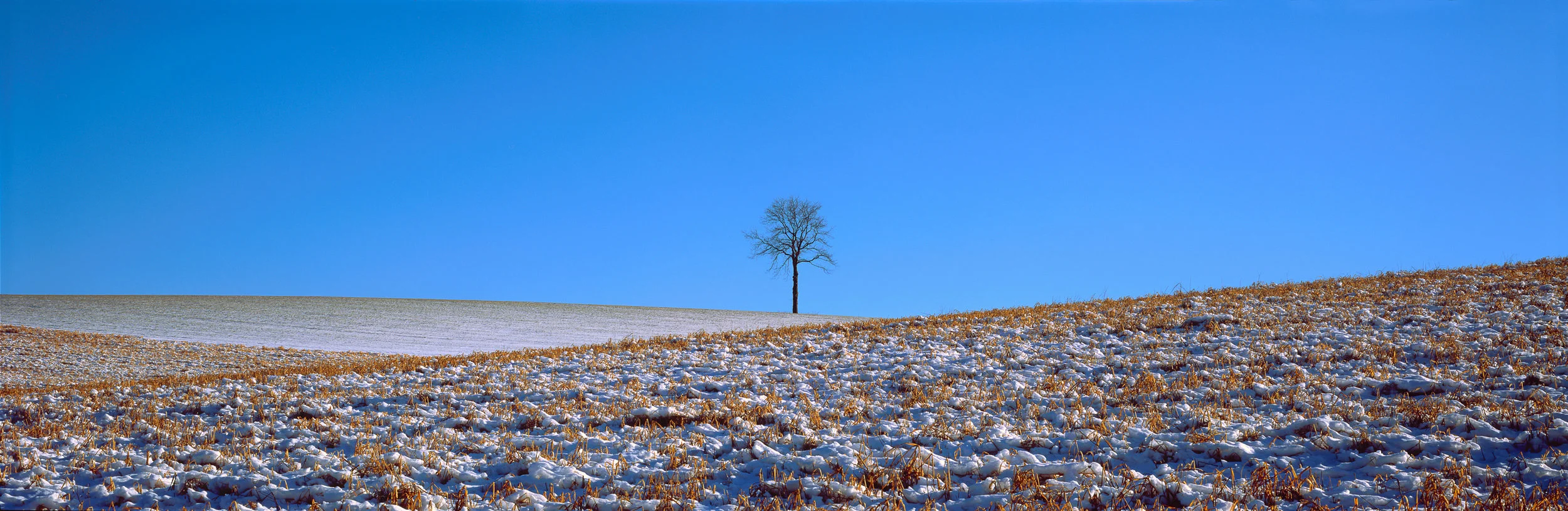 Treescapes-185063.jpg