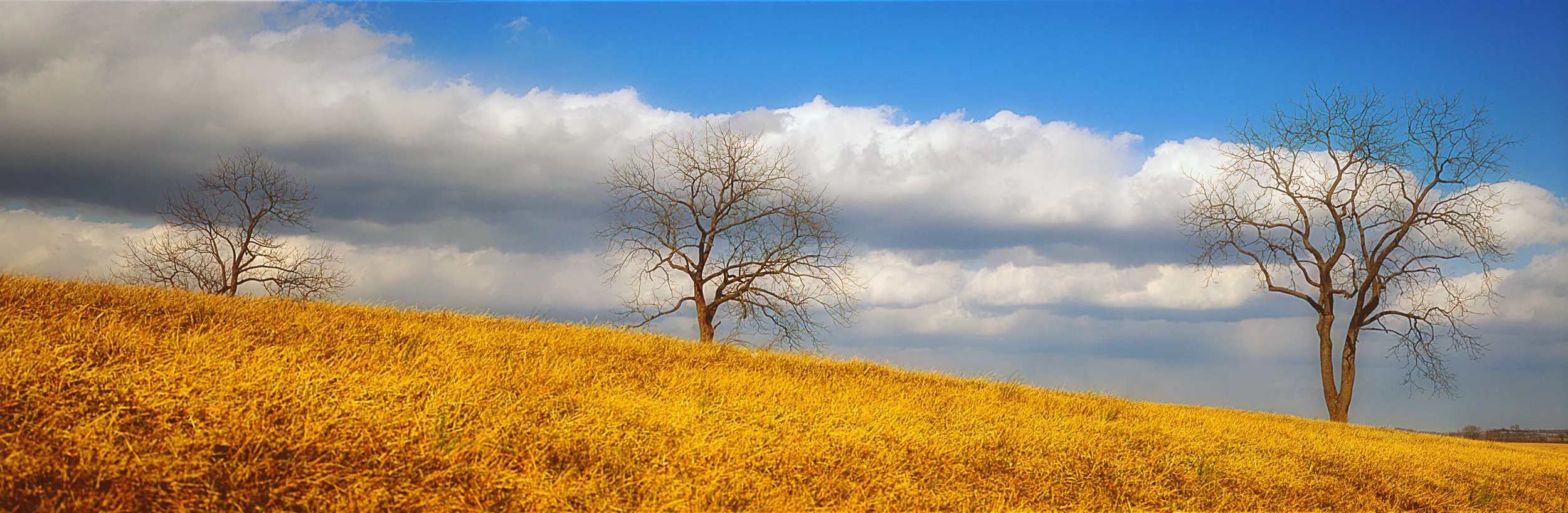 Treescape-014005.jpg