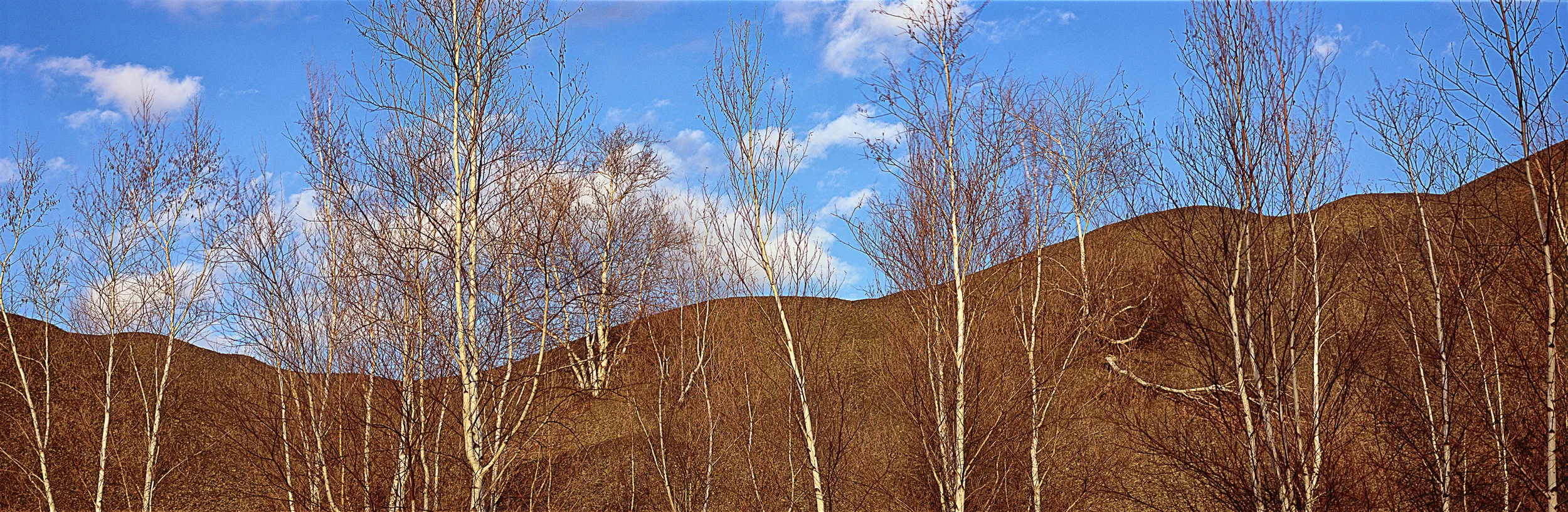 Treescape-019007.jpg