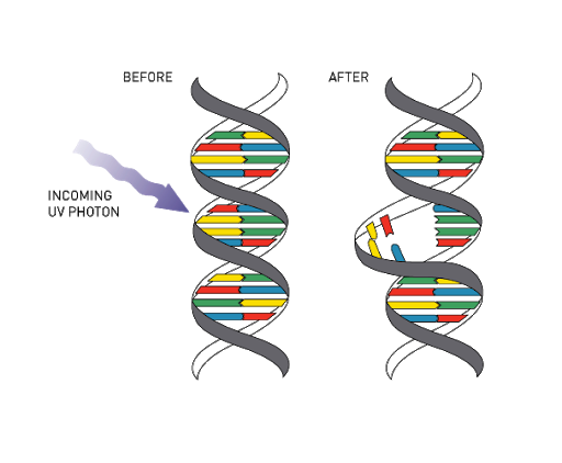UV effects on DNA.jpg