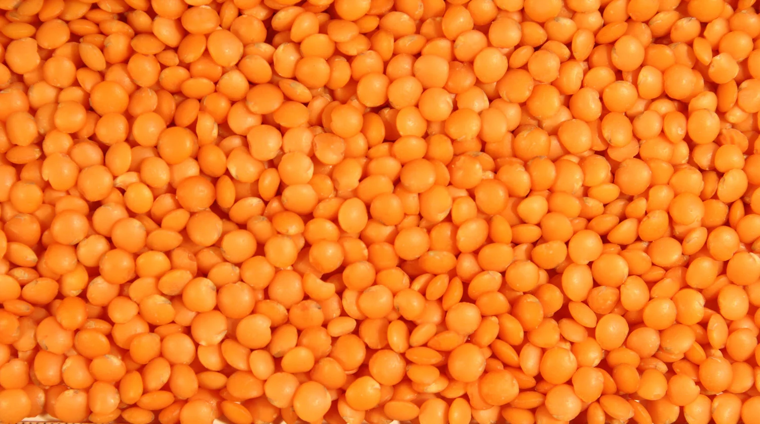 Red Lentils (Football)
