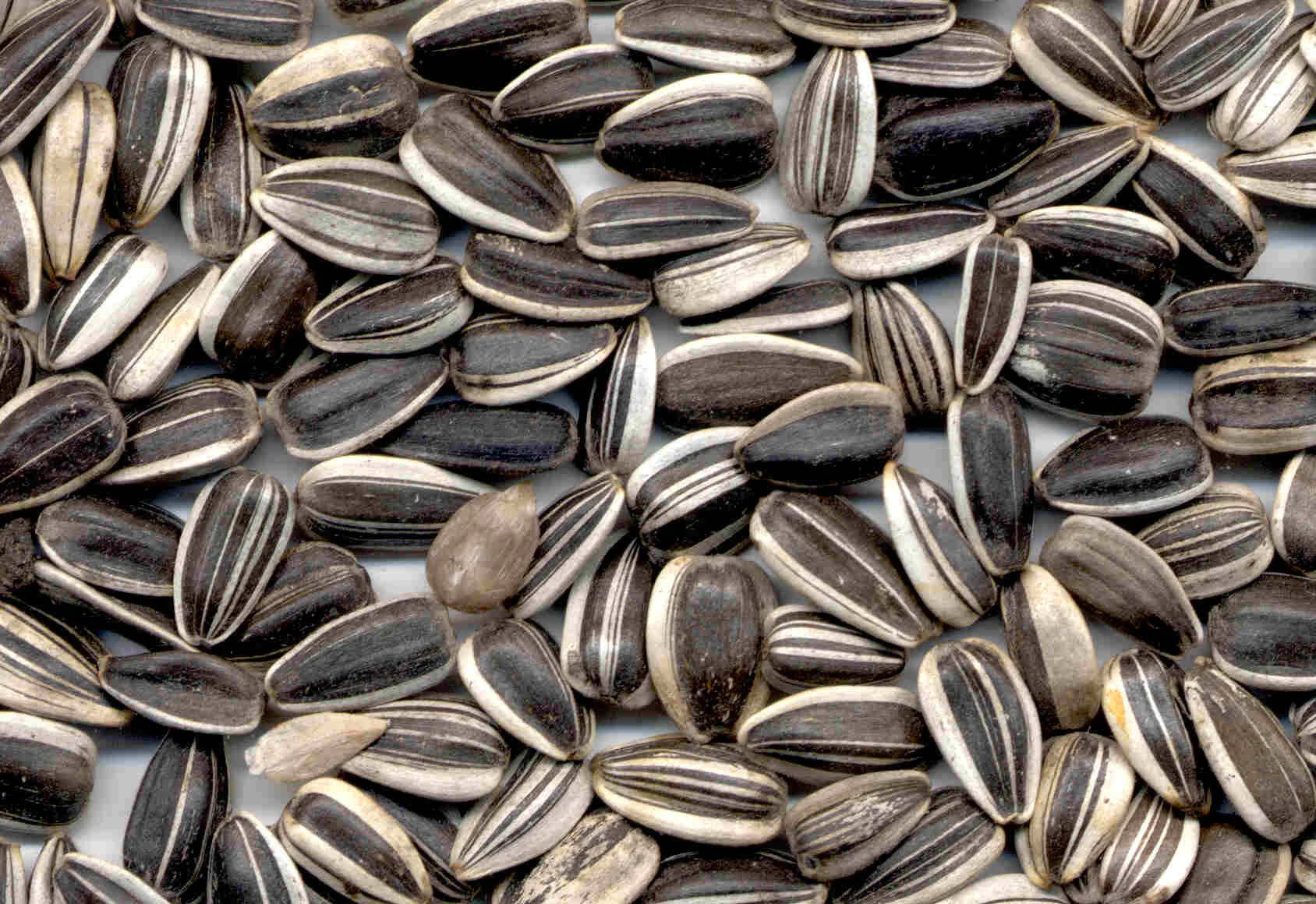 Sunflower Seeds