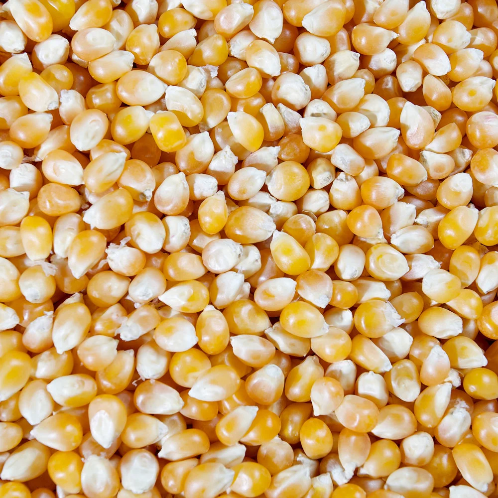 Popcorn