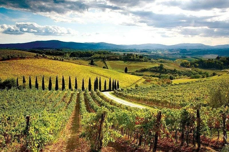 Siena_vineyard 1.jpg