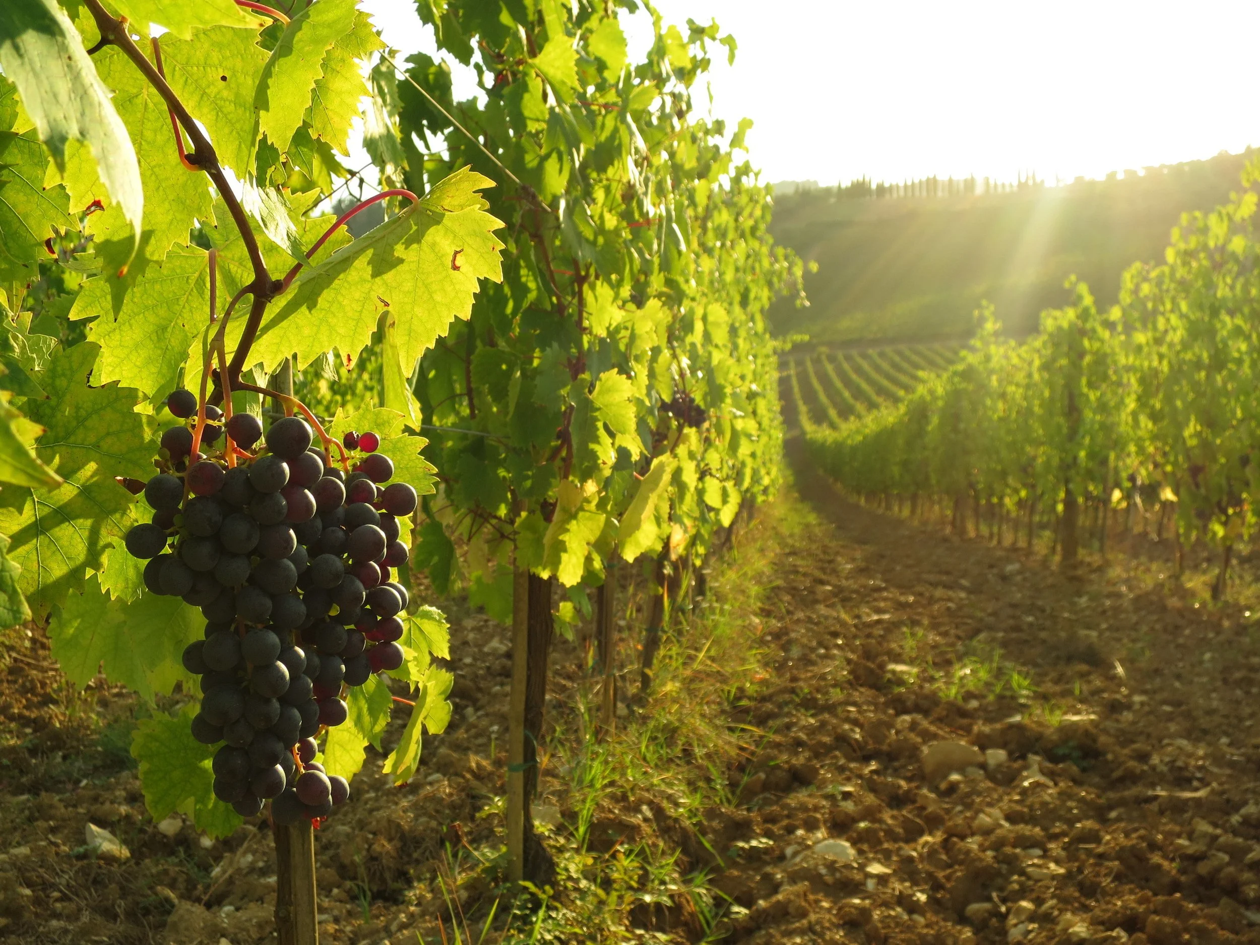 torre alle tolfe 10.JPG