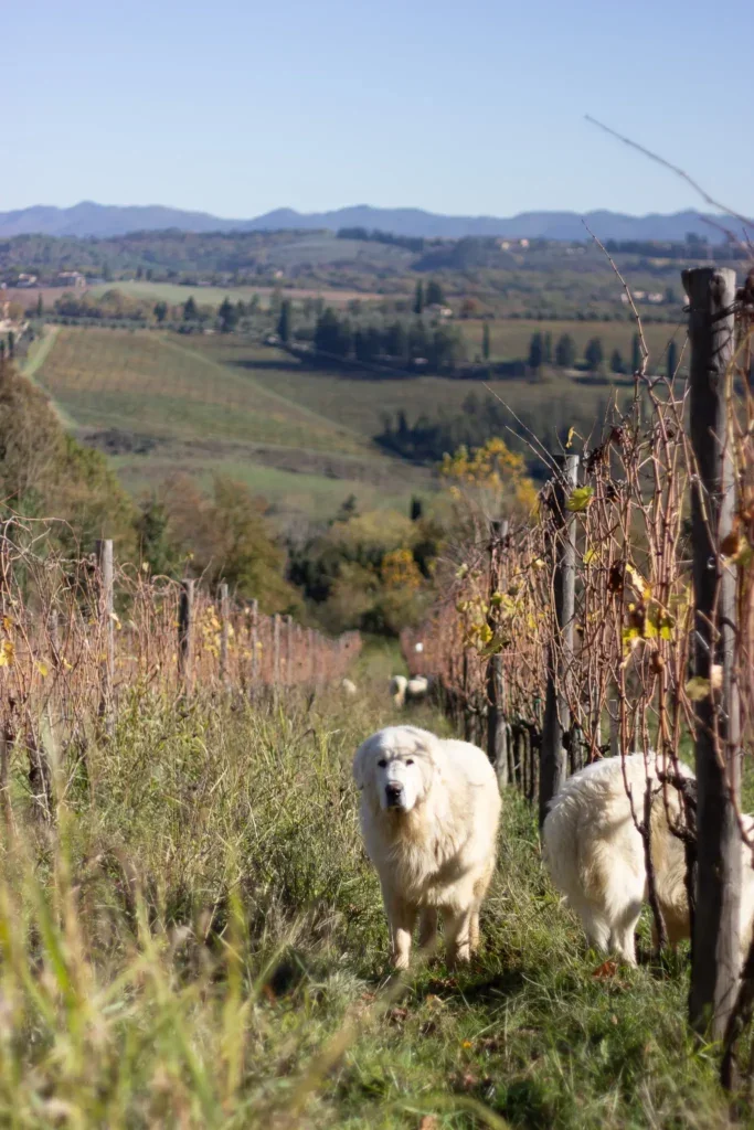 torre alle tolfe 6.webp