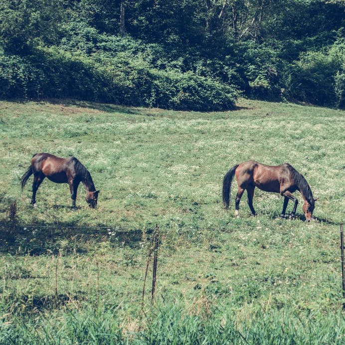 horses.jpeg
