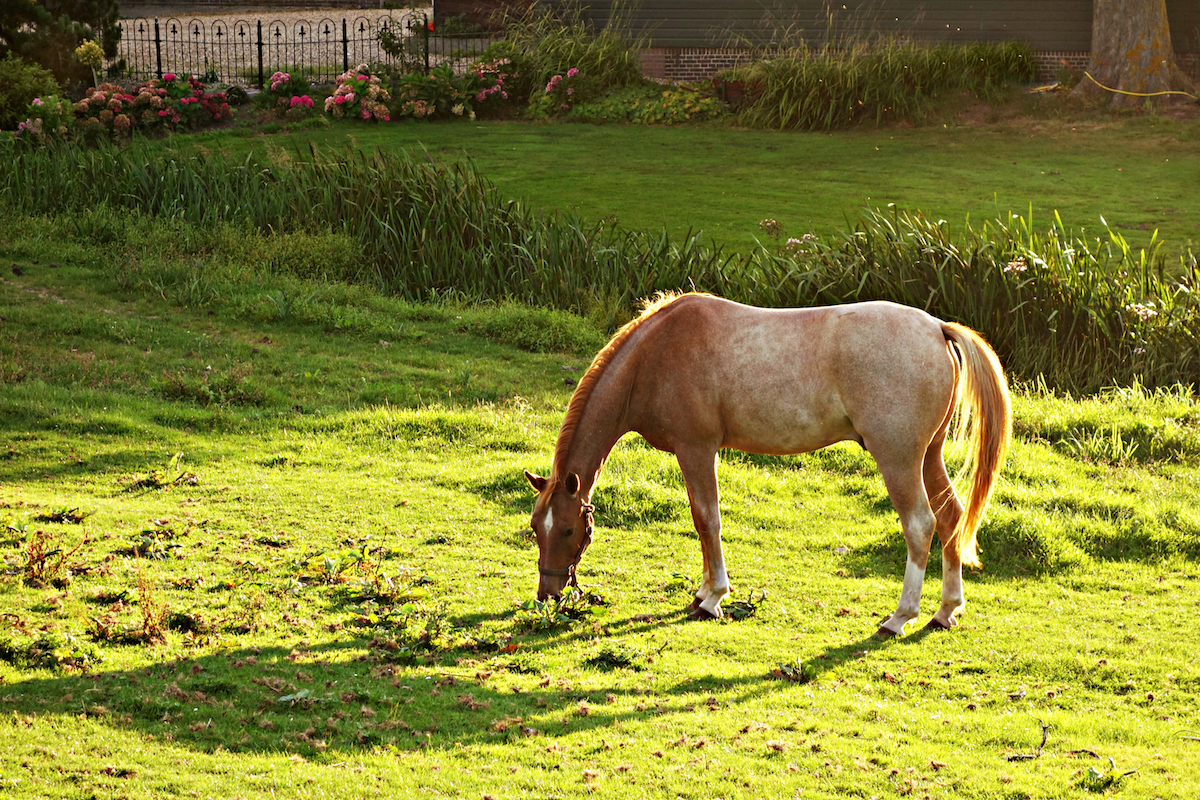 horse.jpeg