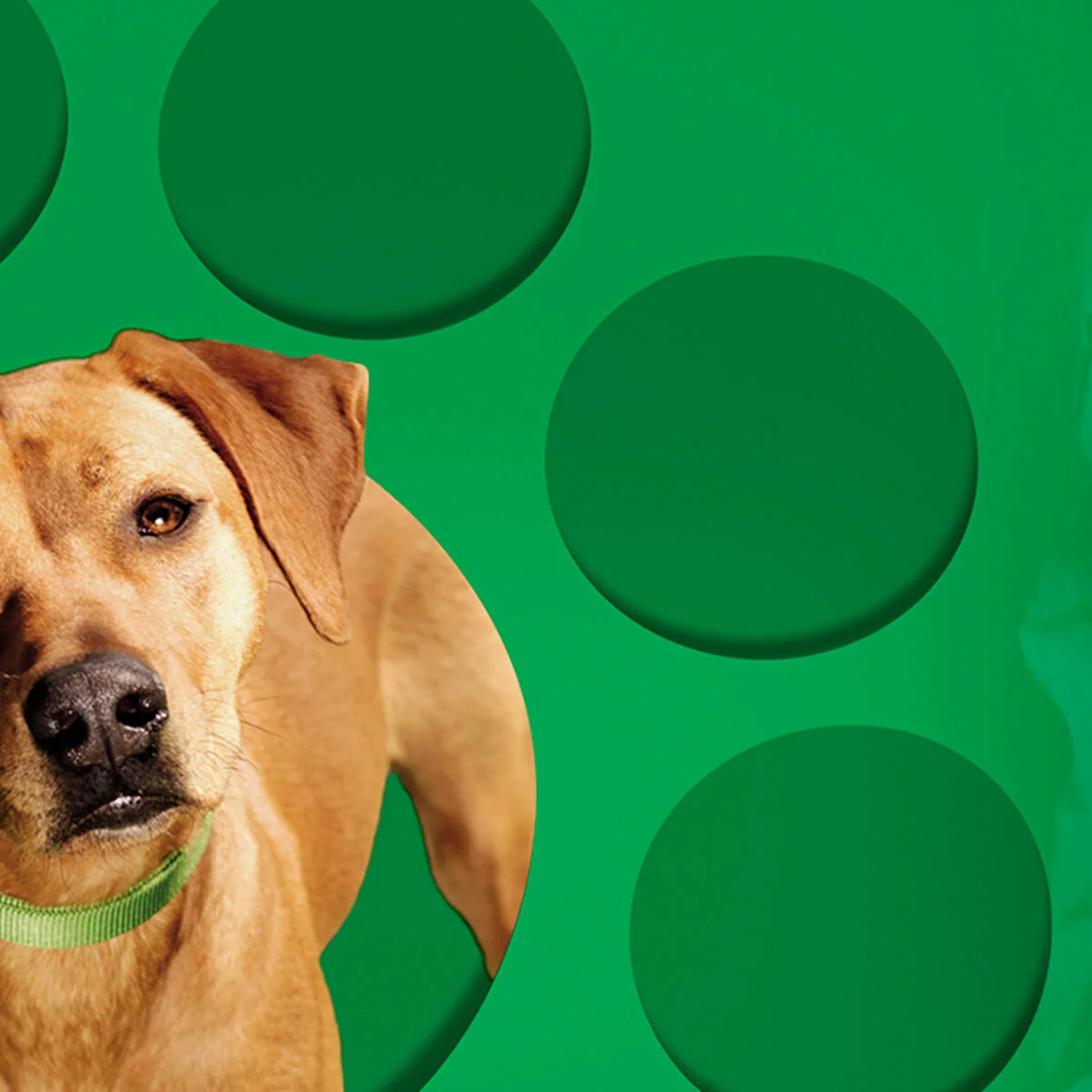 IAMS.jpg