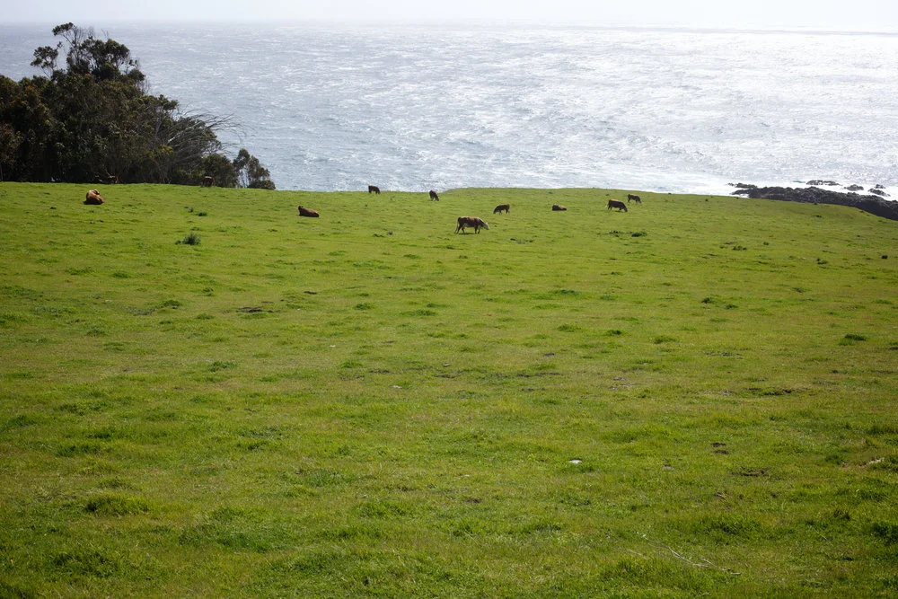 cow++0184.JPG