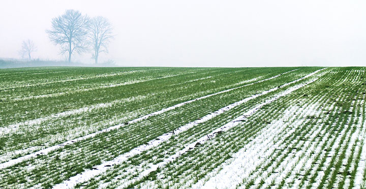 wheat-winter.jpg