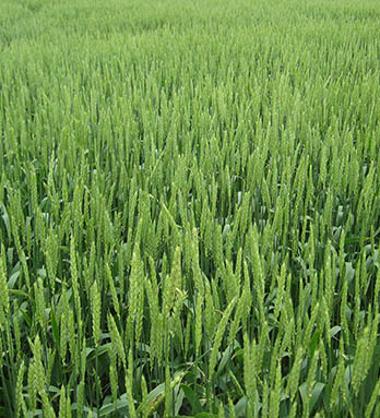 greenwheat.jpg
