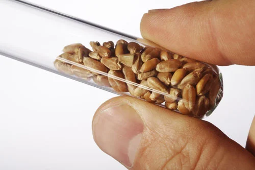 research-wheattesttube.jpg