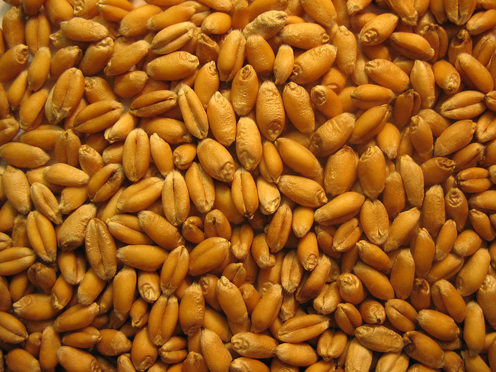 Soft Red Winter Wheat