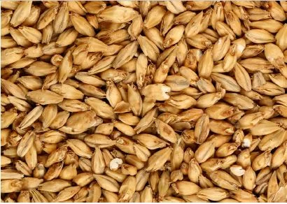 Research Report: Updating Barley and Rye Management in Kentucky