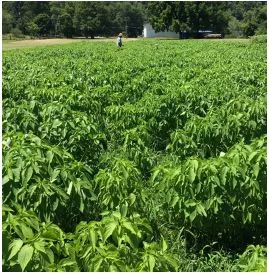 Research Report: Enhanced Chia Production & Product Usage