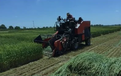 Research Report: Wheat Varietal Differences in Forage Yield Potential
