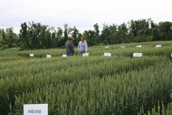 Selecting Wheat Varieties