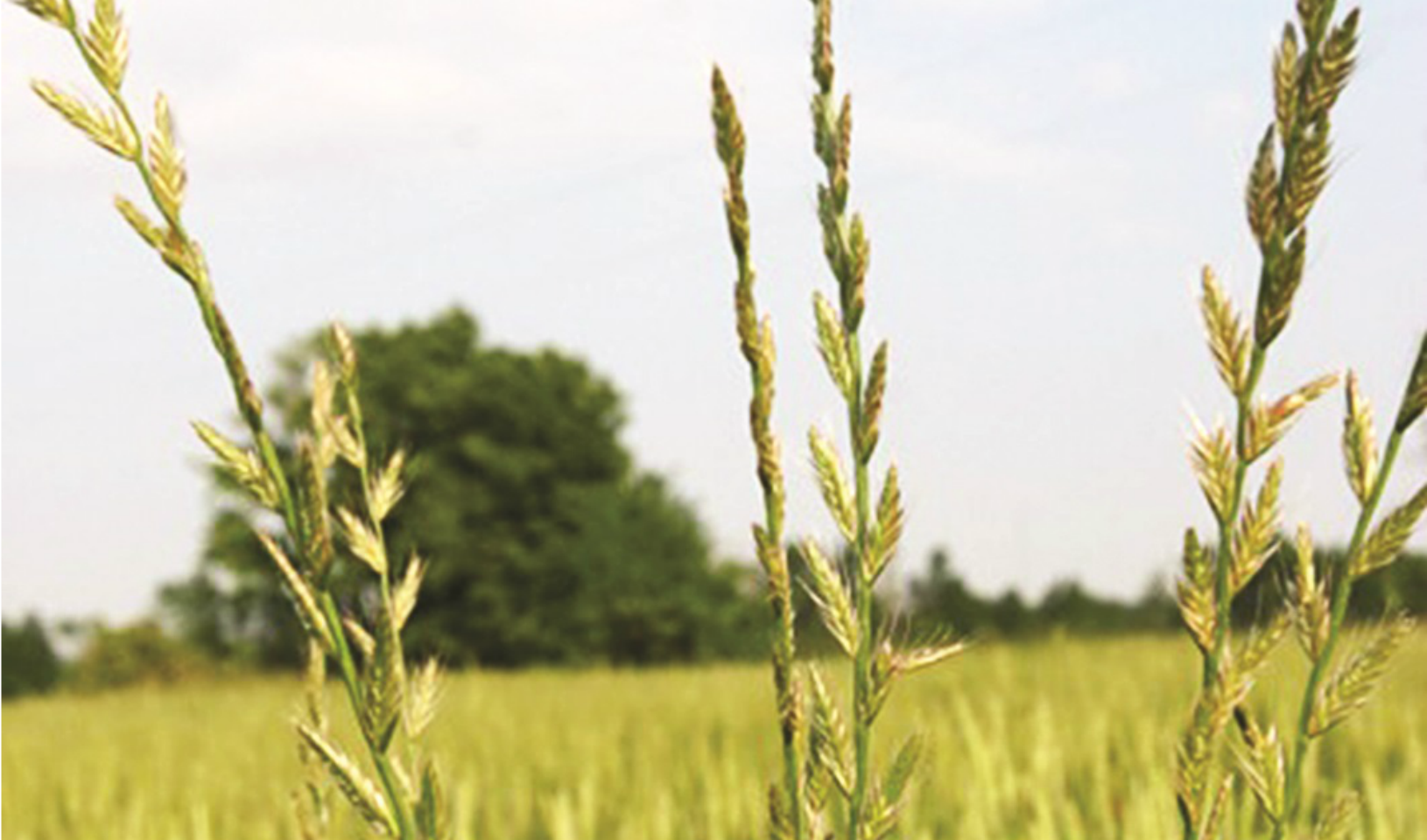 Photo from https://iwilltakeaction.com/weed/italian-ryegrass. 