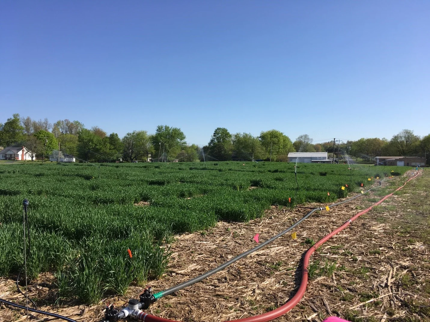 Fusarium Head Blight nursery used to promote development of the disease and infection of wheat. Photo: Carrie Knott