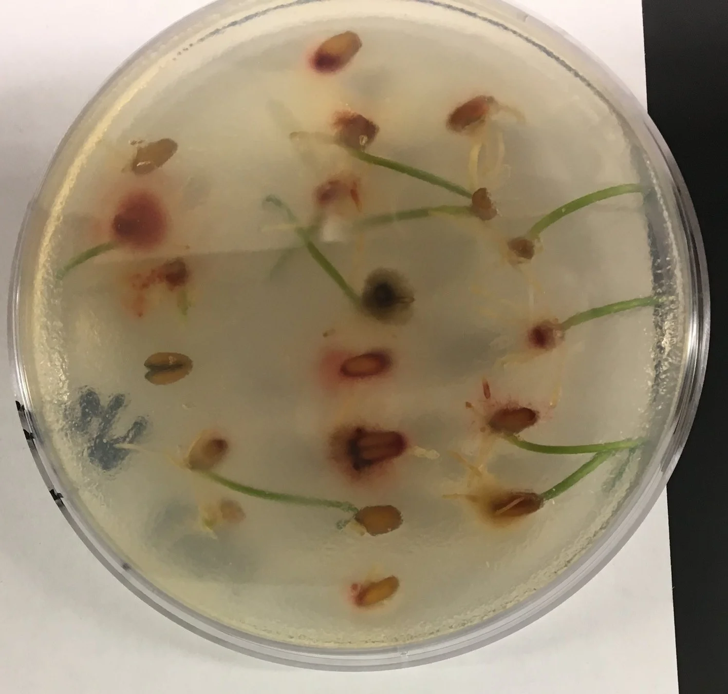 Normal looking wheat kernels germinating in a petri dish containing selective growth media for Fusarium graminearum. The kernels with bright pink mycelia, fungal growth, are infected with F. graminearum. Photo: Katherine Rod