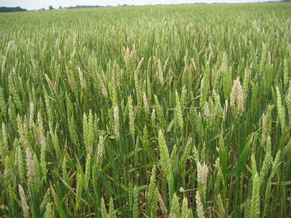 Research on managing Fusarium head blight (scab) of wheat and barley with foliar fungicides