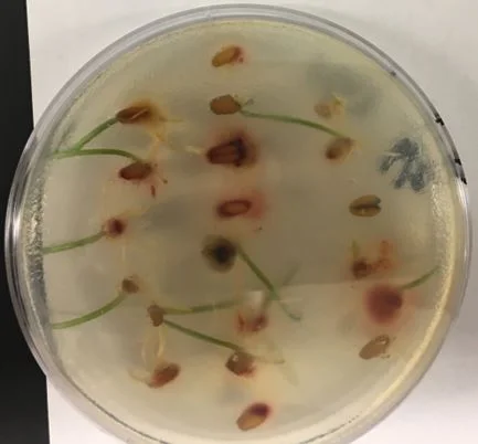 Reducing Fusarium Head Blight Vomitoxin Levels through Agronomic Practices