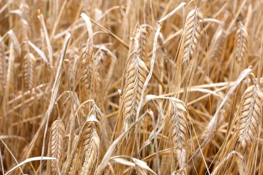 Improvement and Development of Barley for Use in Feed, Malt, and Food