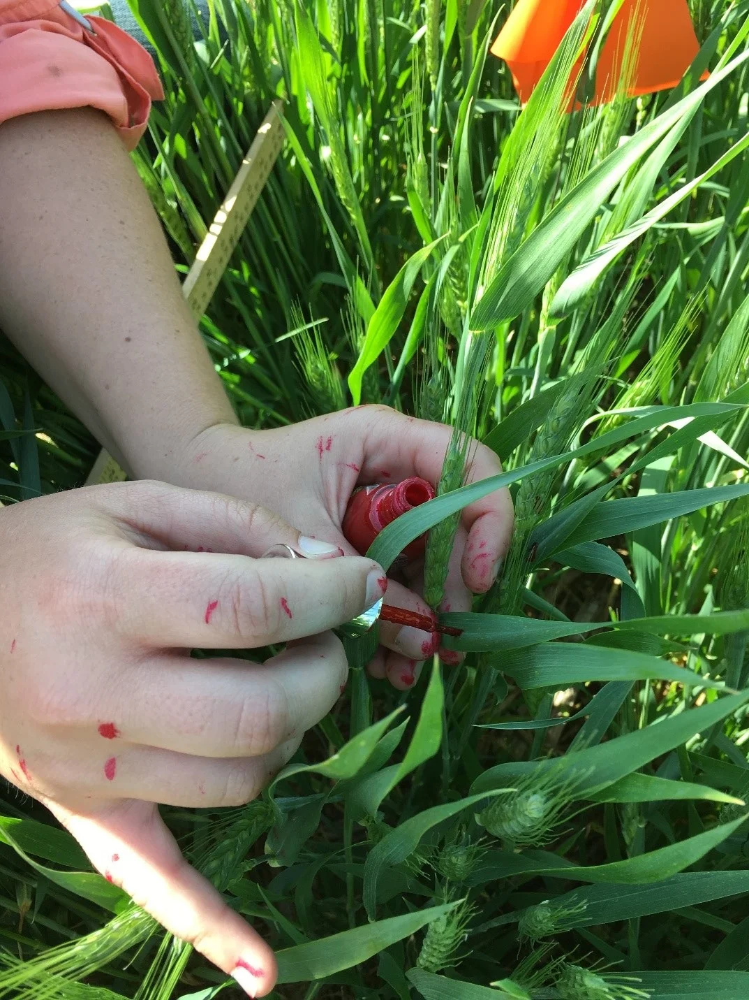 Fingernail polished used to track heading and flowering growth stages throughout the 2019 growing season. Photo credit: Carrie Knott