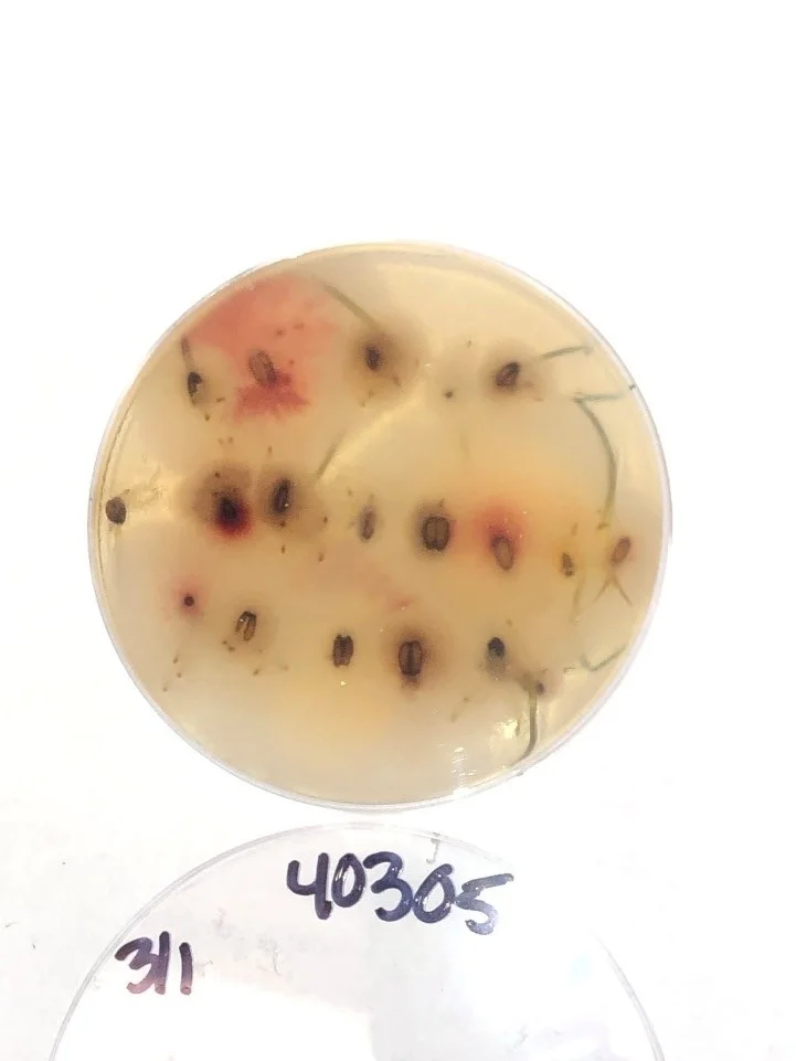 Healthy looking wheat kernels germinating in a petri dish containing selective growth media for Fusarium graminearum . The kernels with pink mycelia, fungal growth, are infected with F. graminearum . Photo credit: Curtis Bradley