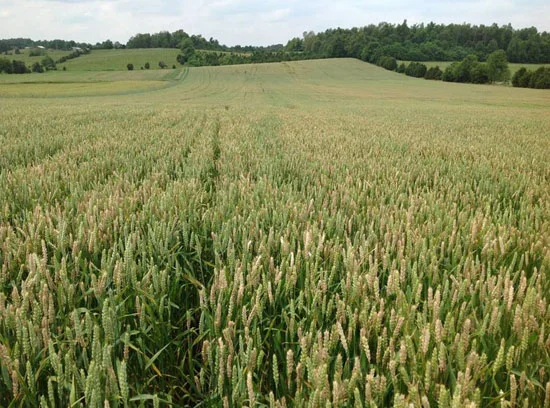 Improving fungicide application recommendations for managing Fusarium head blight of wheat and barley