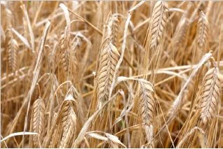 Improvement and Development of Barley for Use in Feed, Malt, and Food