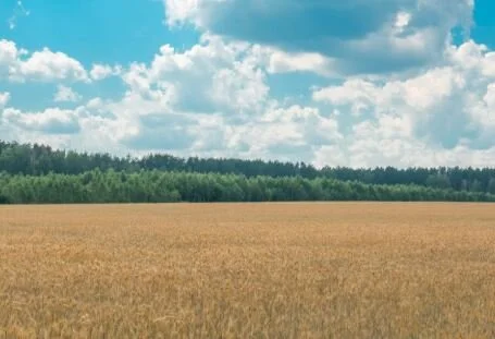 Economics of Various Winter Wheat Management Strategies