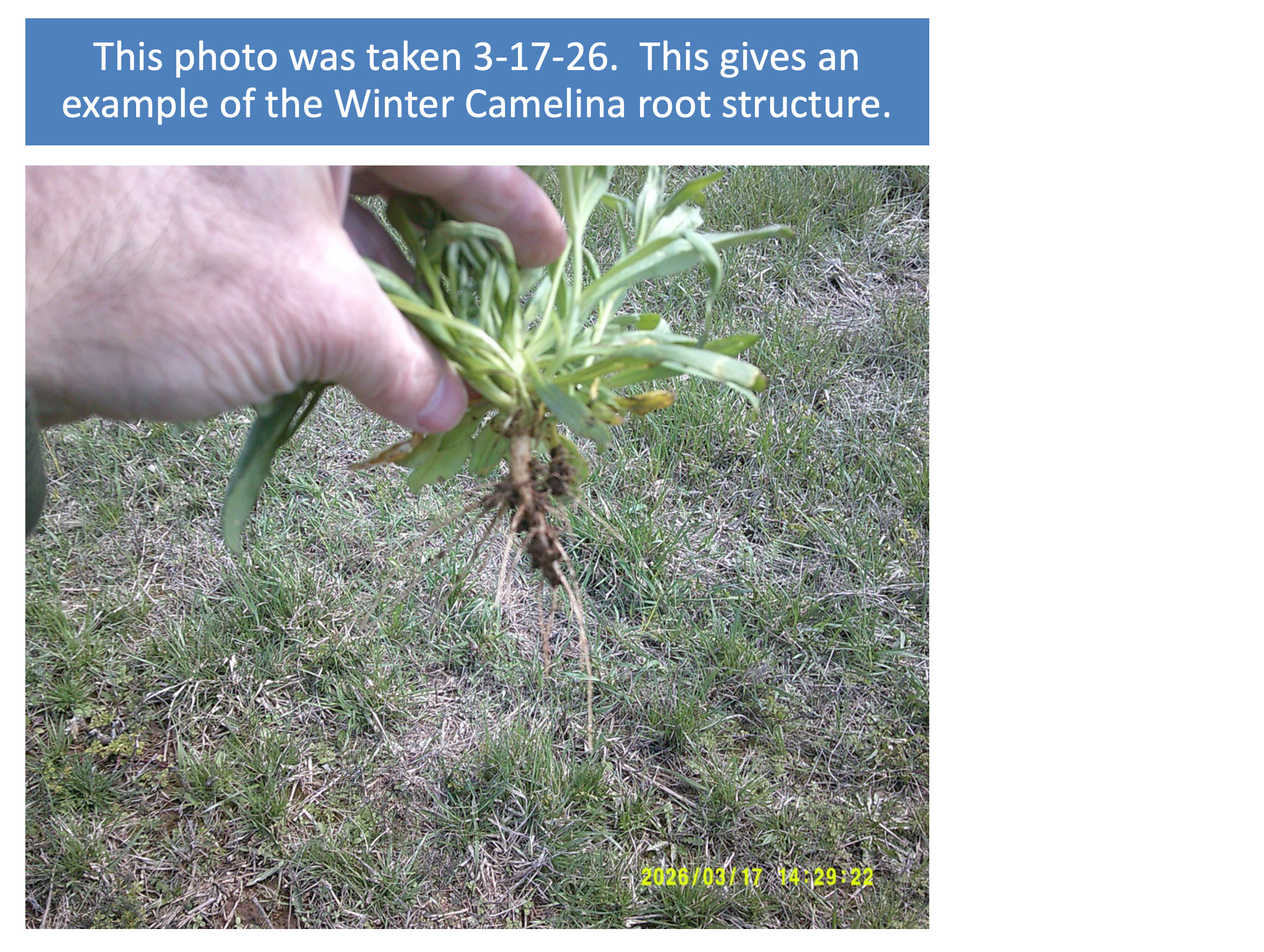 2025 Cover Crop Study Summary