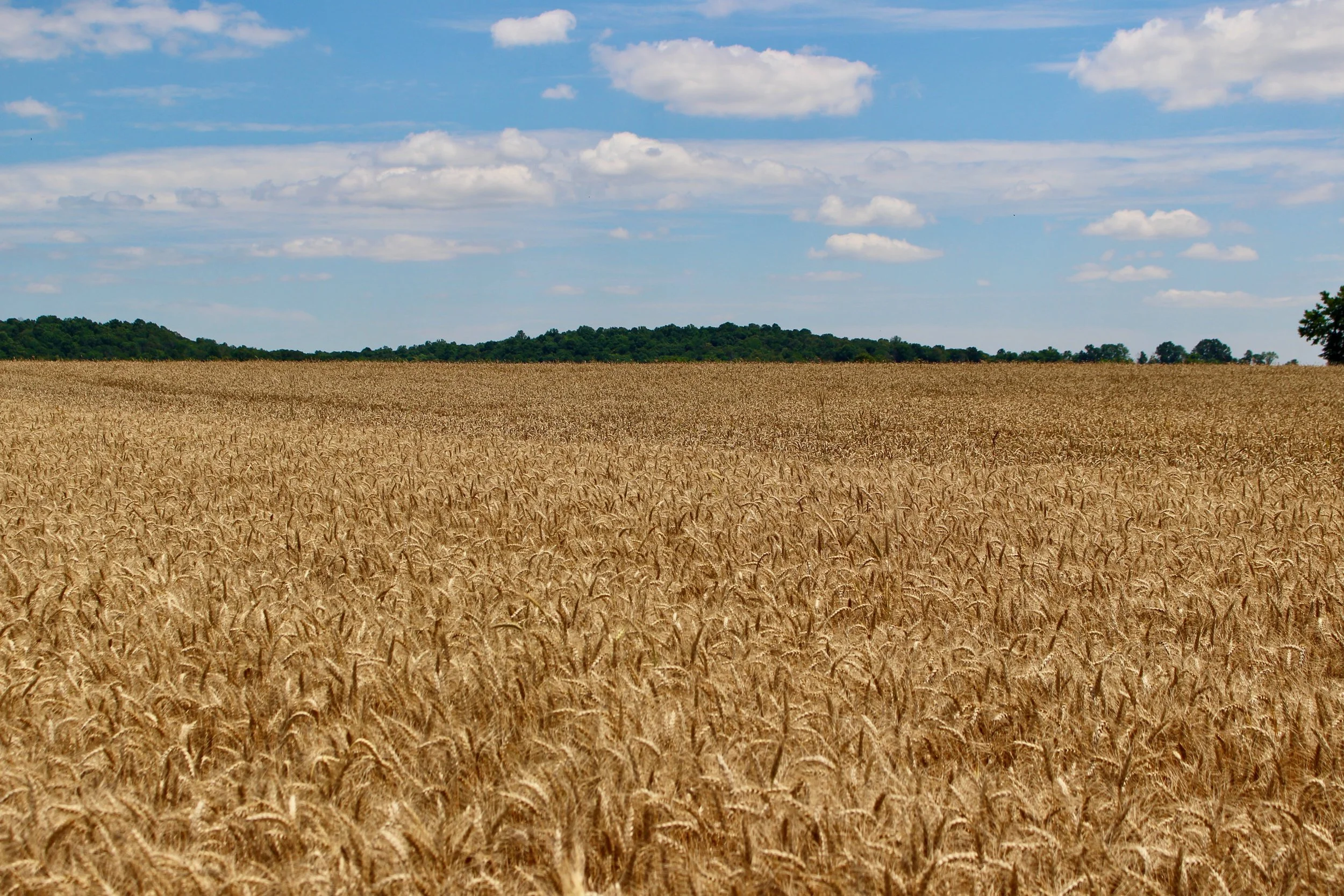 Fall 2026 Wheat Planting Decision