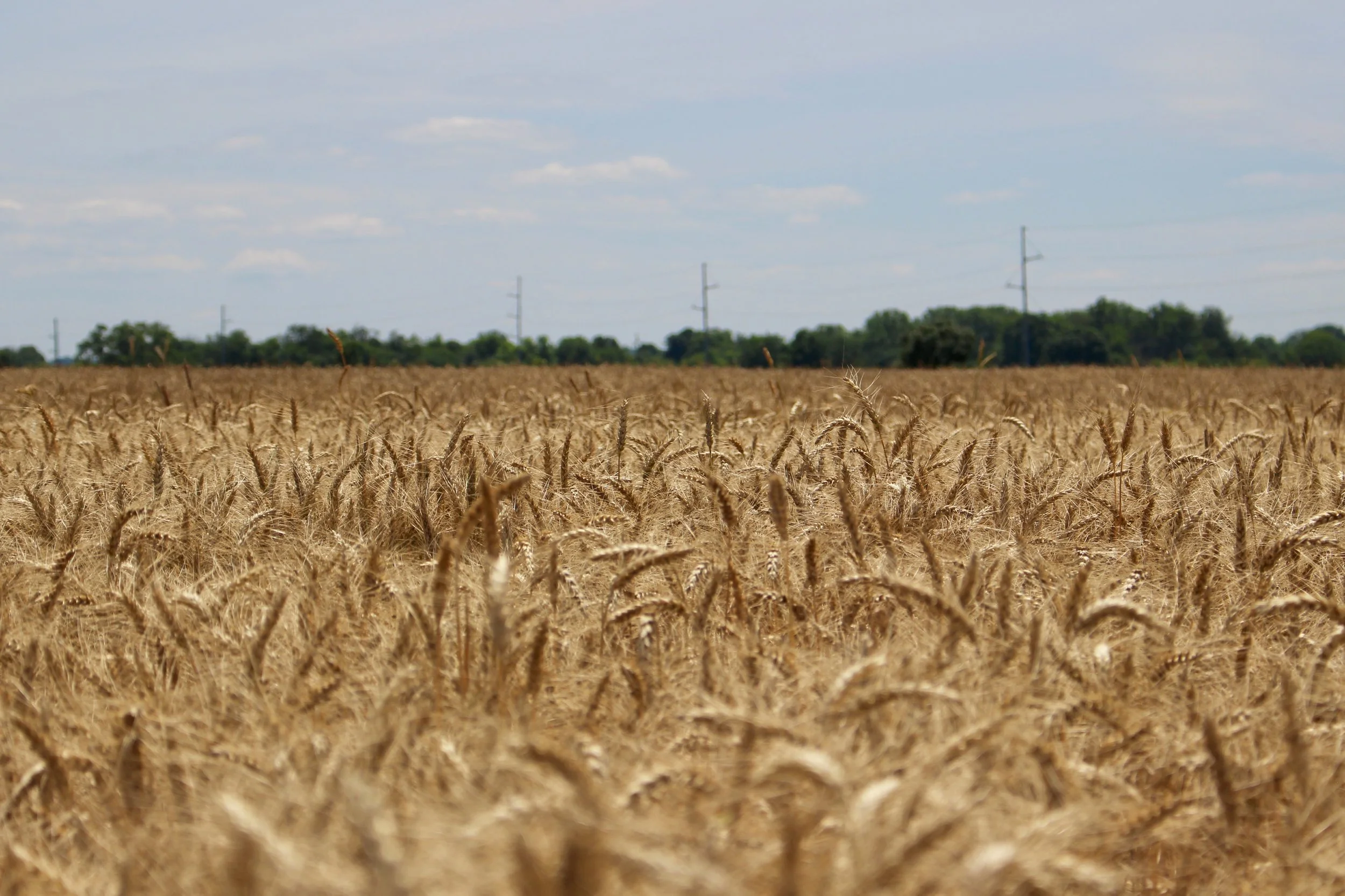 ARC vs. PLC Payments: What Farmers Need to Know Before the 2026 Enrollment Deadline