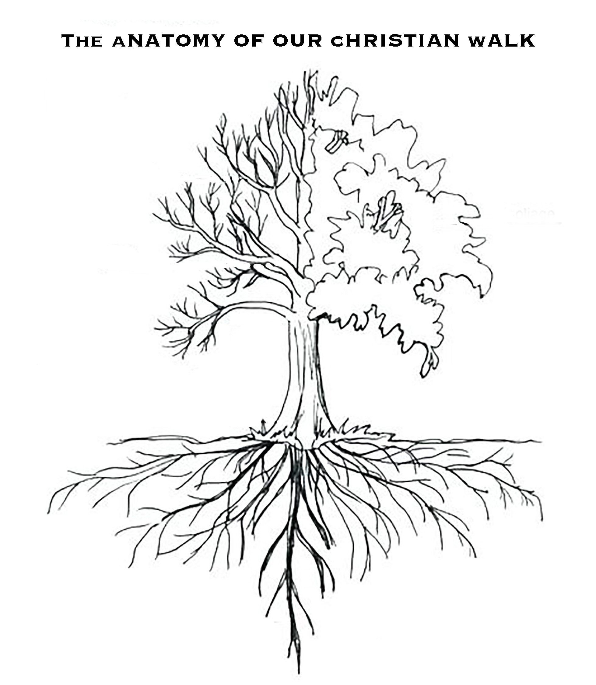 Tree root system diagram