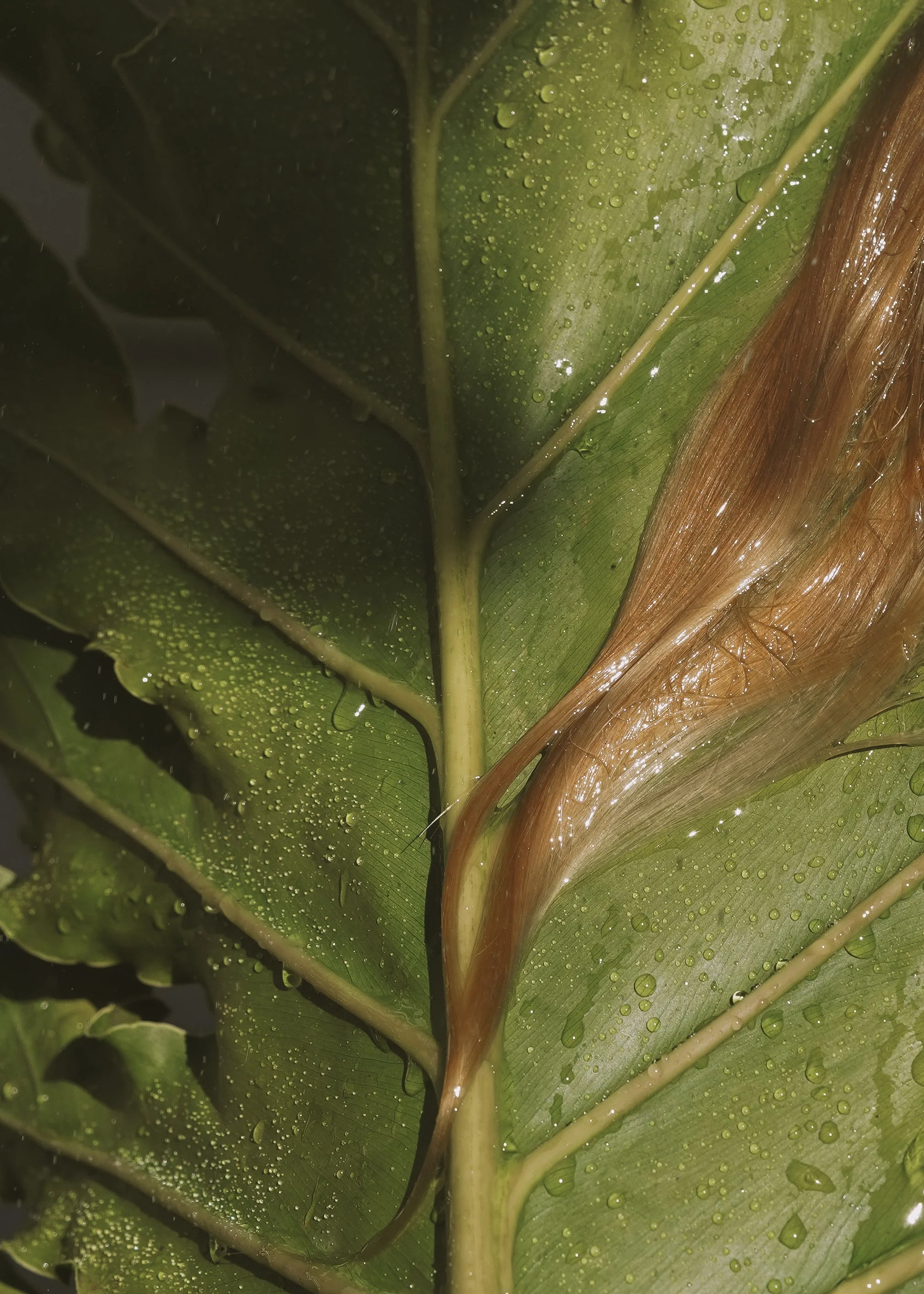 flora-38.jpg