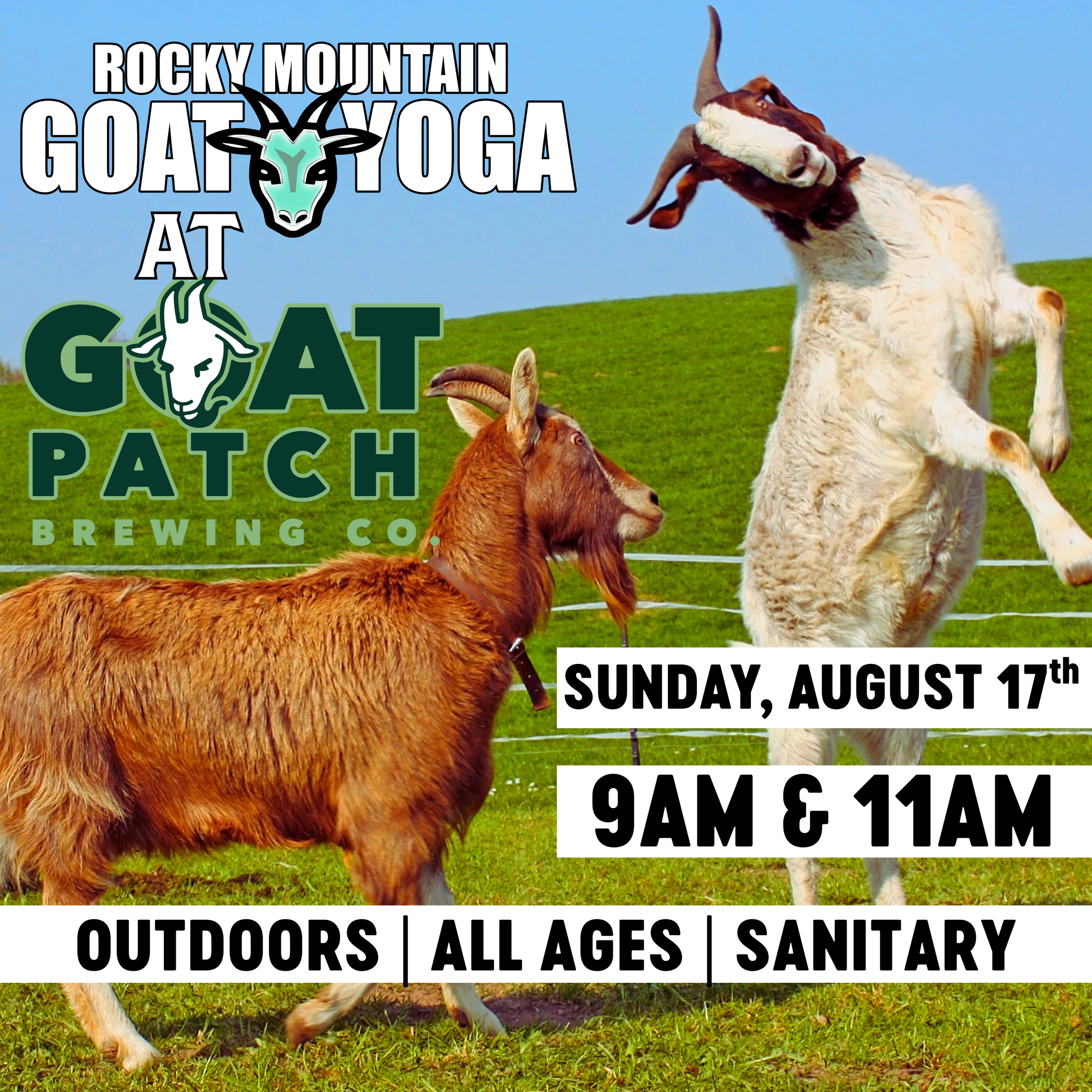 Baby Goat Yoga