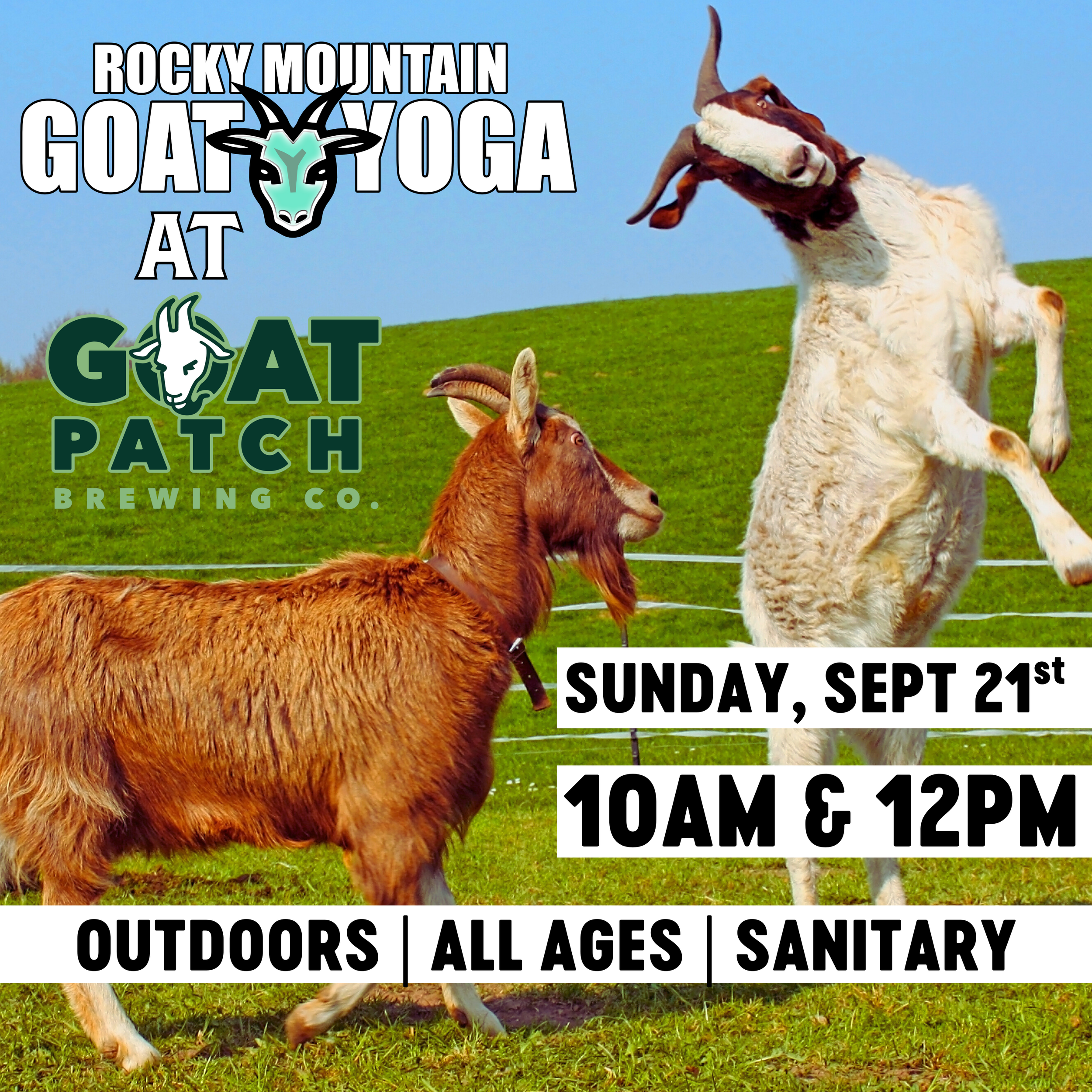 Baby Goat Yoga