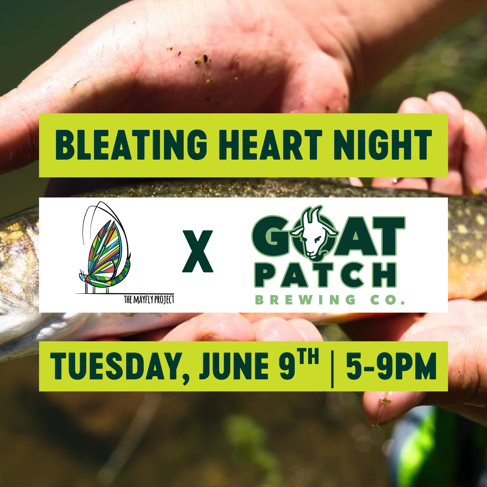 Bleating Heart Night: The Mayfly Project
